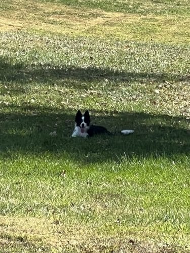 Highland Jaycees Dog Park - Highland, IL