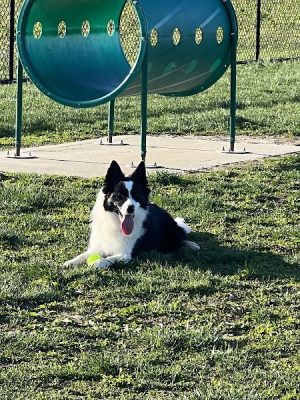 Highland Jaycees Dog Park - Highland, IL