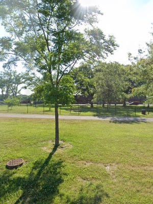 Wicker Park Dog Park/Dog Run (Membership required)