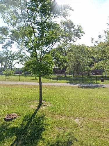 Wicker Park Dog Park/Dog Run (Membership required)