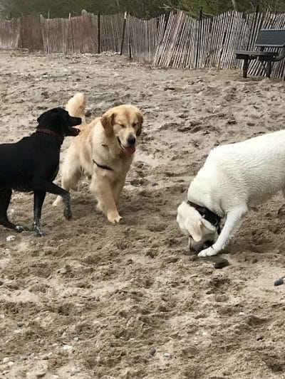 Highland Park Golf Dog Park - Highland Park, IL