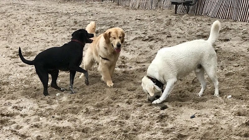 Highland Park Golf Dog Park - Highland Park, IL