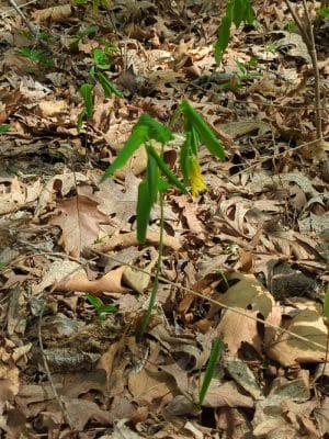 Kress Farm Garden Preserve