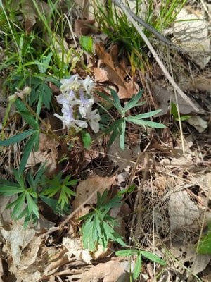 Kress Farm Garden Preserve