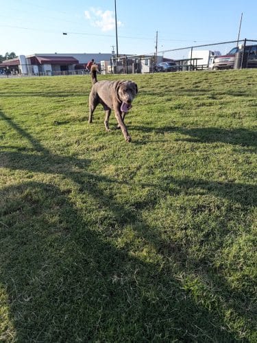 Dog Park at Love's Travel Stops