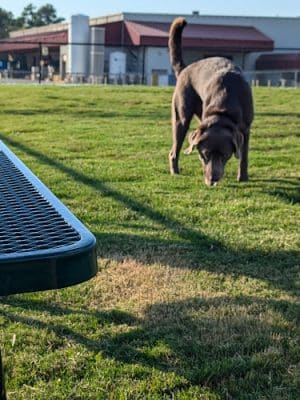 Dog Park at Love's Travel Stops