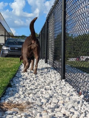 Dog Park at Love's Travel Stops