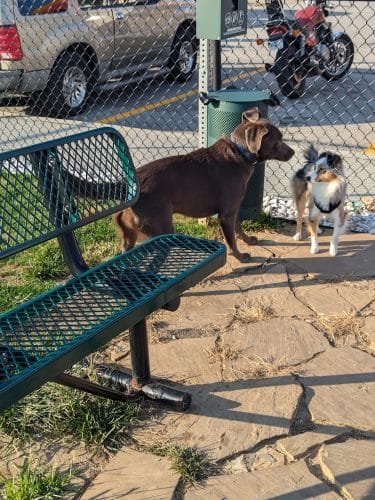 Dog Park at Love's Travel Stops