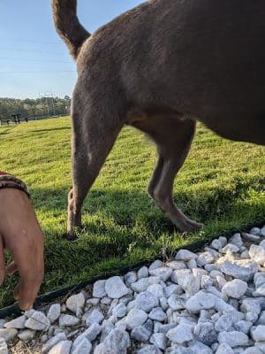 Dog Park at Love's Travel Stops