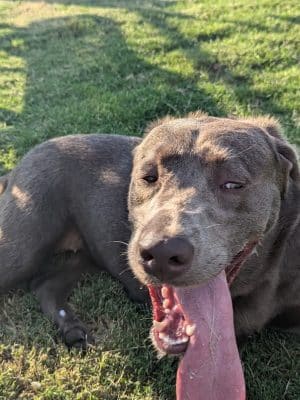 Dog Park at Love's Travel Stops