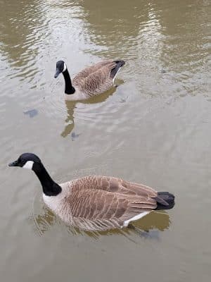 Ann Van Middlesworth Park