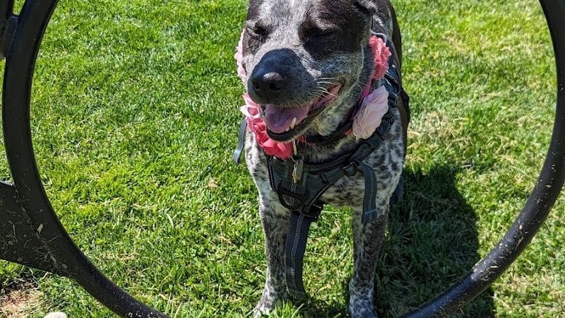 Hillsborough Dog Park - Hillsborough Township, NJ