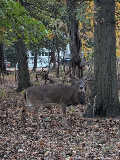 Elizabeth River Park - Hillside, NJ