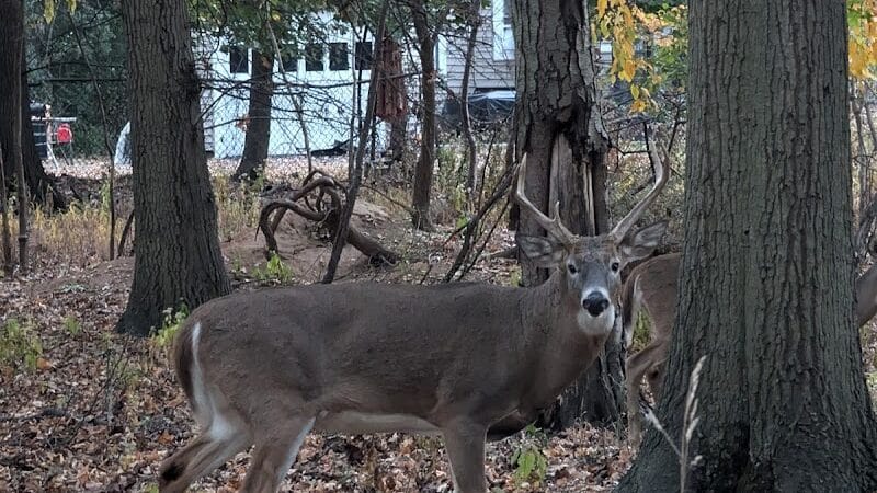 Elizabeth River Park - Hillside, NJ