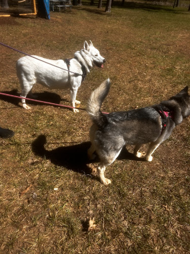 Dog Paddle Park