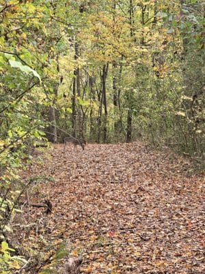 Greenway Farm Park