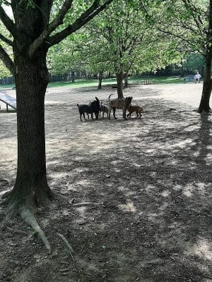 Greenway Farms Dog Park