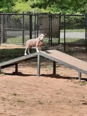 Greenway Farms Dog Park