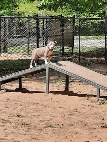 Greenway Farms Dog Park