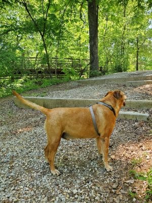 Greenway Farms Dog Park