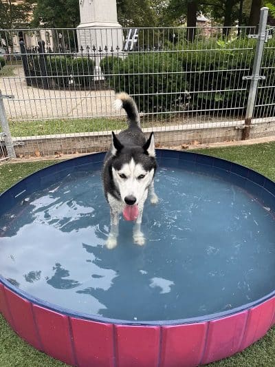 Church Square Park Dog Park - Hoboken, NJ