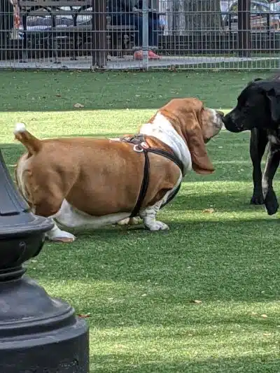 Church Square Park Dog Park - Hoboken, NJ