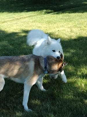 Freedom Run Dog Park