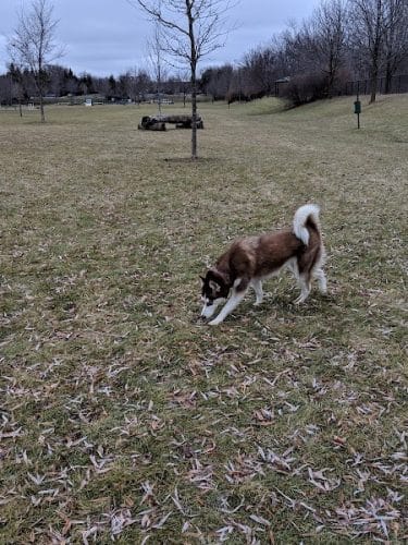 Freedom Run Dog Park