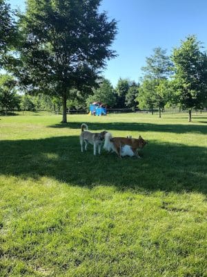 Freedom Run Dog Park