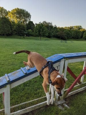Freedom Run Dog Park