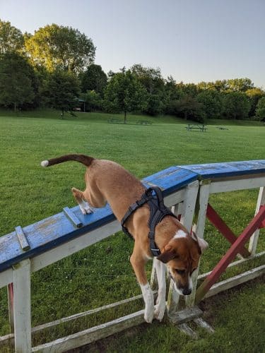 Freedom Run Dog Park
