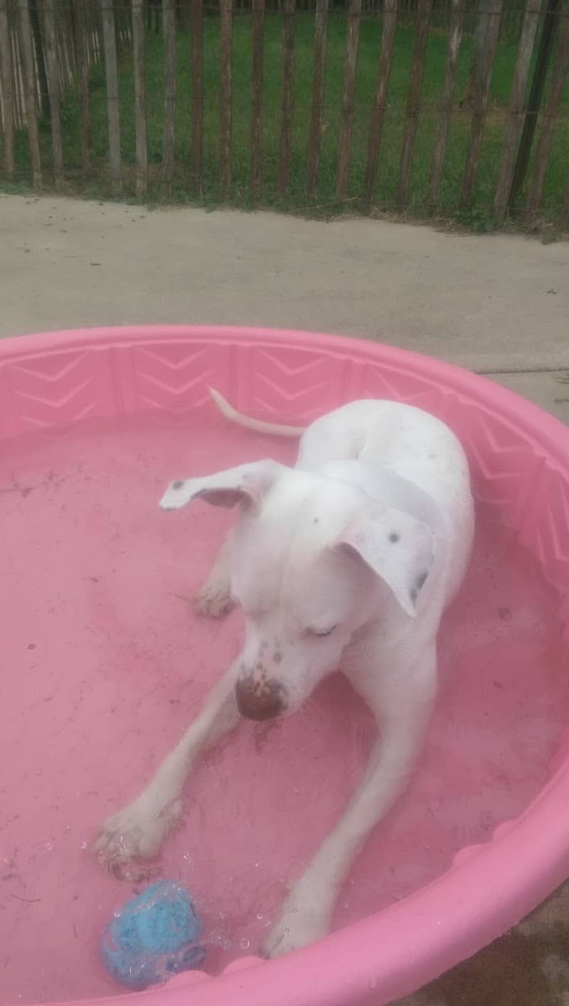 Freedom Run Dog Park - Hoffman Estates, IL