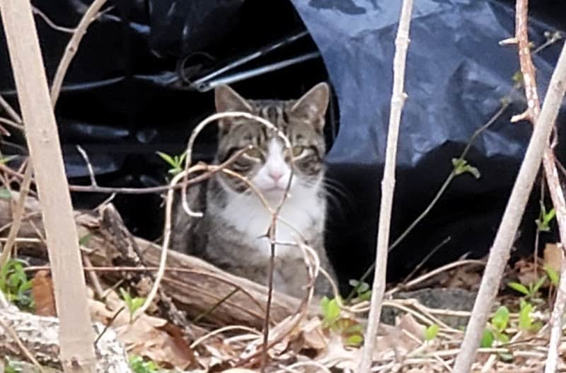 Vanderbilt Motor Parkway - Hollis Hills, NY