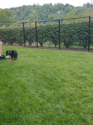 Waterfront Dog Park