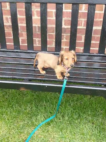 Waterfront Dog Park