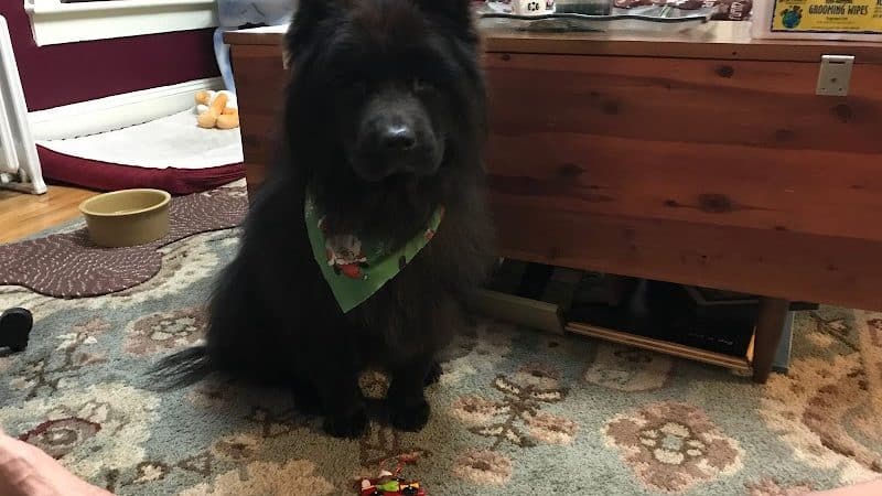 At Home Obedience - Hoosick Falls, NY