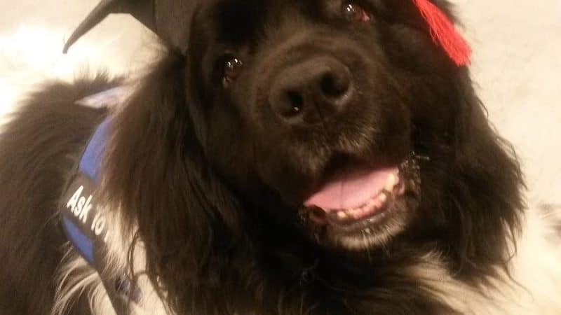 At Home Obedience - Hoosick Falls, NY