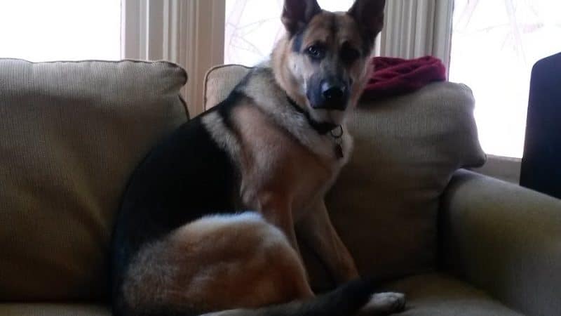 At Home Obedience - Hoosick Falls, NY