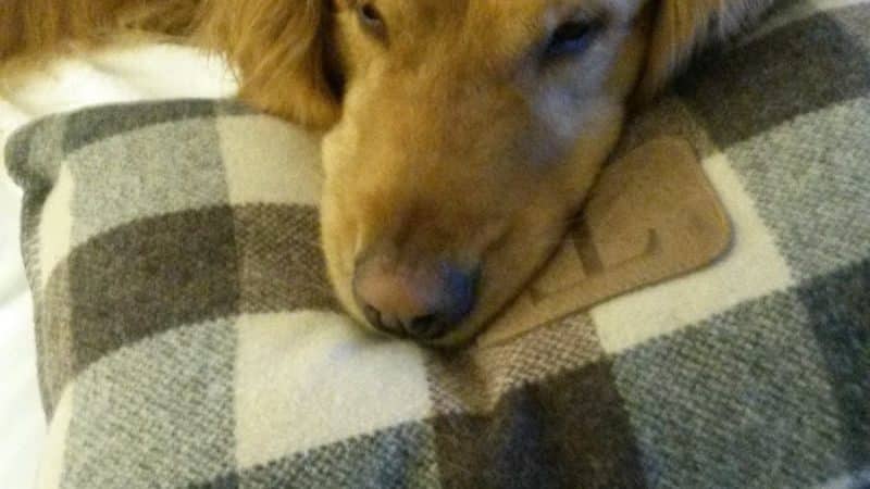 At Home Obedience - Hoosick Falls, NY