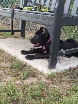 Jillian Andolina Memorial Dog Yard - Hornell, NY
