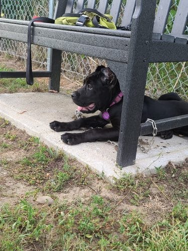 Jillian Andolina Memorial Dog Yard - Hornell, NY
