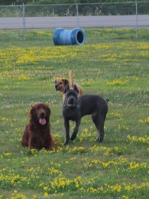Jillian Andolina Memorial Dog Yard - Hornell, NY