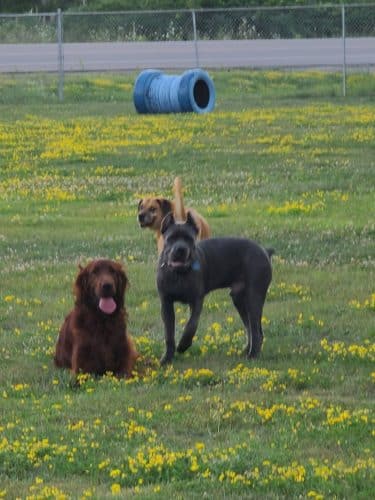 Jillian Andolina Memorial Dog Yard - Hornell, NY
