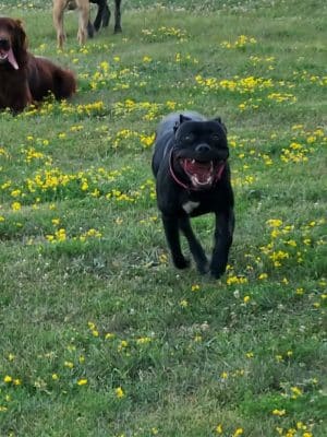 Jillian Andolina Memorial Dog Yard - Hornell, NY