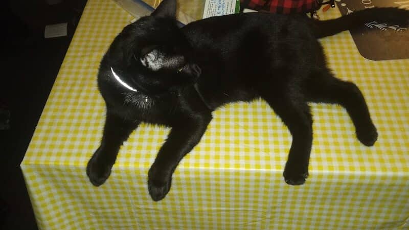 Animal Shelter of Schoharie Valley - Howes Cave, NY