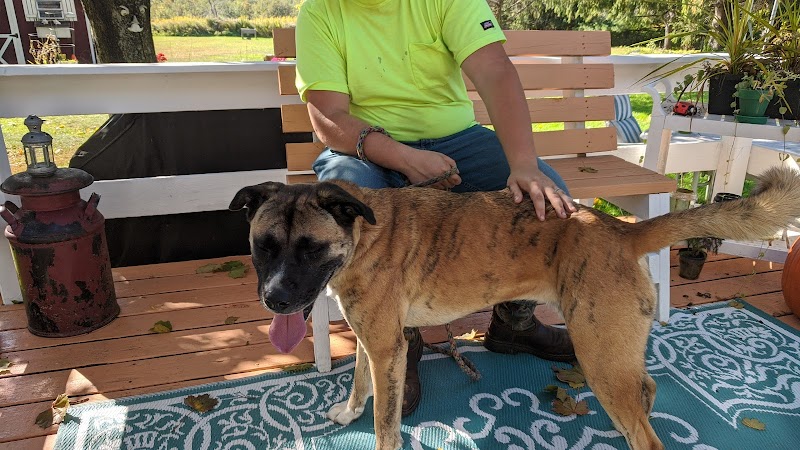 Animal Shelter of Schoharie Valley - Howes Cave, NY