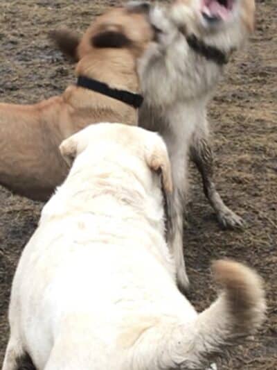 Hudson Dog Park - Hudson, NY