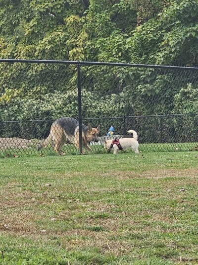 Hudson Dog Park - Hudson, NY