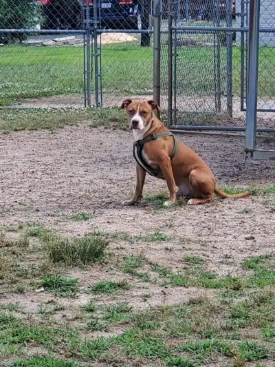 Redwood Dog Park - Hudson, NC