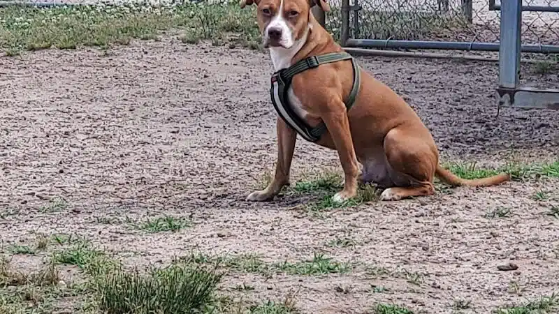 Redwood Dog Park - Hudson, NC
